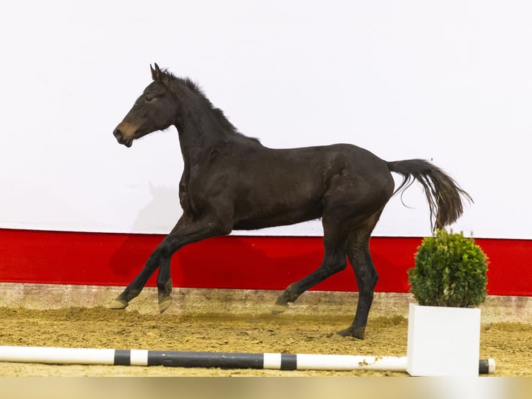 Anglo European Studbook Mare 2 years 14,2 hh Bay-Dark in Waddinxveen