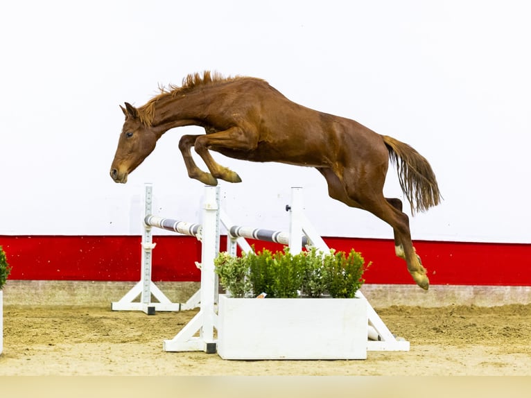 Anglo European Studbook Mare 2 years 14,3 hh Chestnut in Waddinxveen