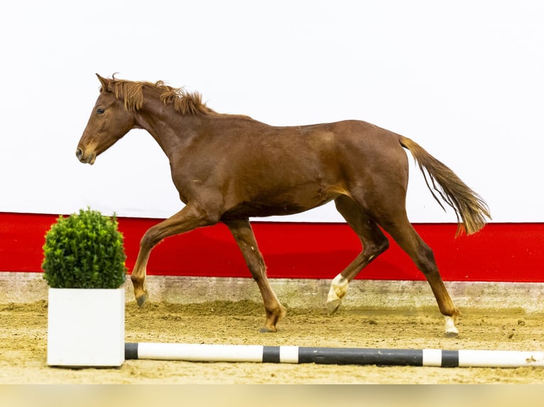 Anglo European Studbook Mare 2 years 14,3 hh Chestnut in Waddinxveen