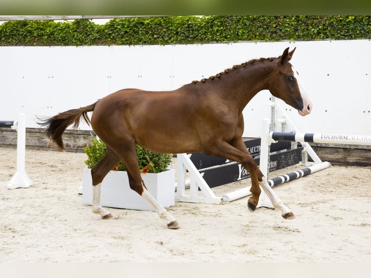 Anglo European Studbook Mare 2 years 14,2 hh Chestnut-Red in Waddinxveen