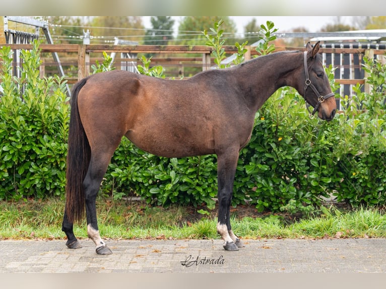 Anglo European Studbook Mare 2 years 15,1 hh Brown in Bladel