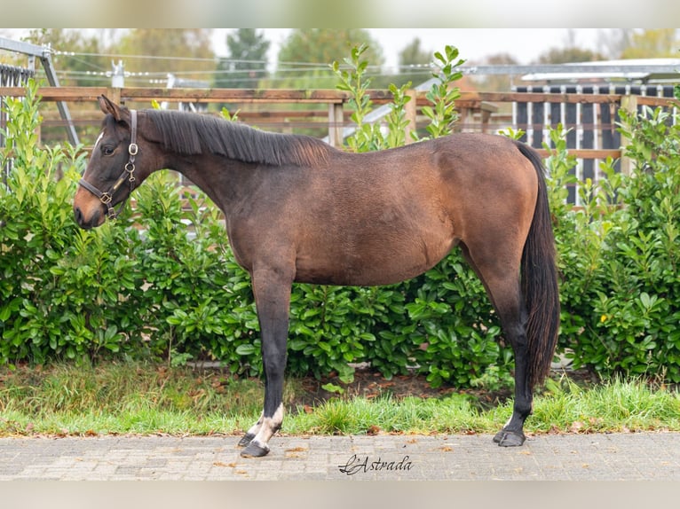 Anglo European Studbook Mare 2 years 15,1 hh Brown in Bladel