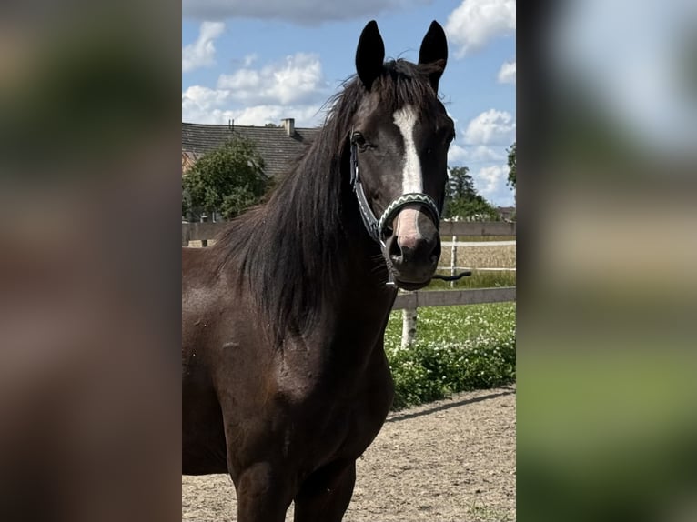 Anglo European Studbook Mare 2 years 15 hh Brown in Suszec