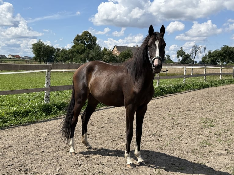 Anglo European Studbook Mare 2 years 15 hh Brown in Suszec