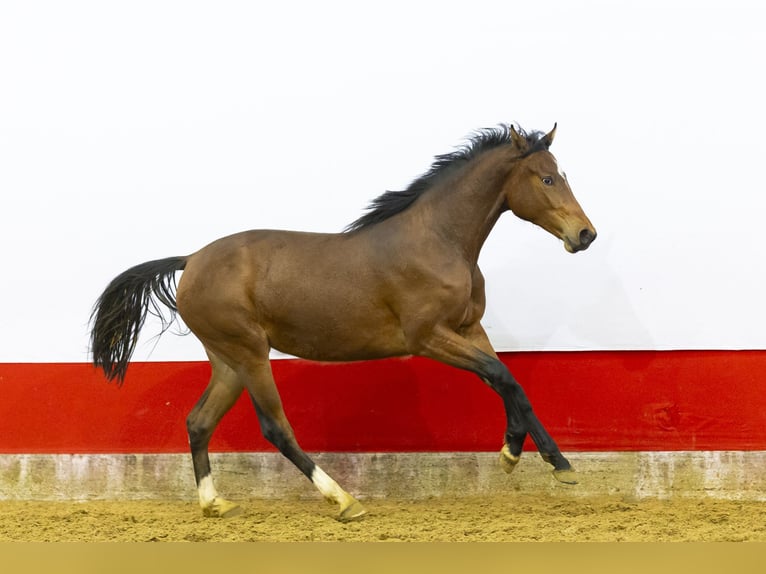 Anglo European Studbook Mare 2 years 15,1 hh  in Waddinxveen