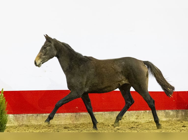 Anglo European Studbook Mare 2 years 15,2 hh Grey-Dark-Tan in Waddinxveen