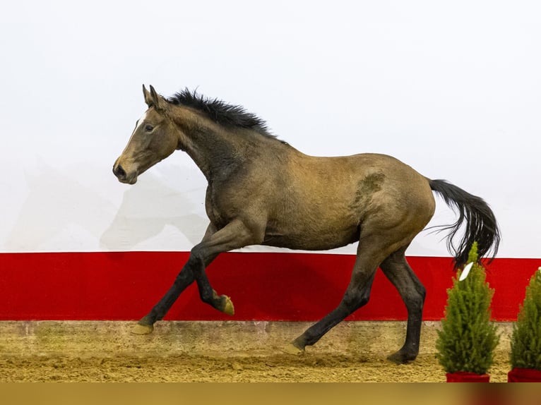 Anglo European Studbook Mare 2 years 15,2 hh Grey in Waddinxveen