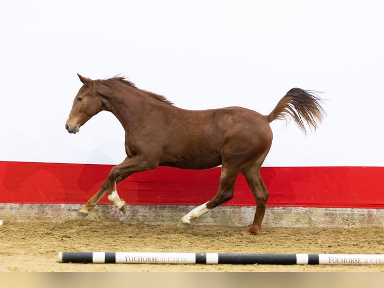 Anglo European Studbook Mare 2 years 15,2 hh in Waddinxveen
