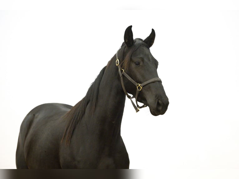 Anglo European Studbook Mare 2 years 16 hh Bay-Dark in Waddinxveen