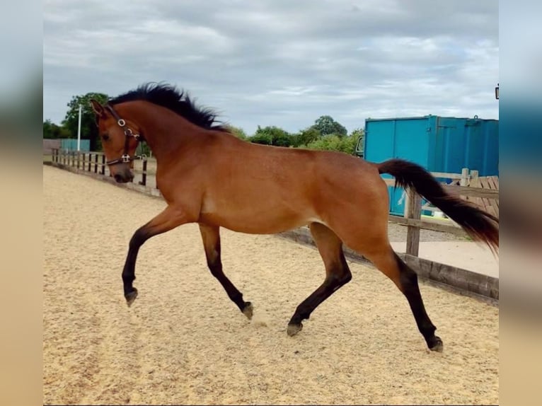 Anglo European Studbook Mare 2 years Bay in Gloucester