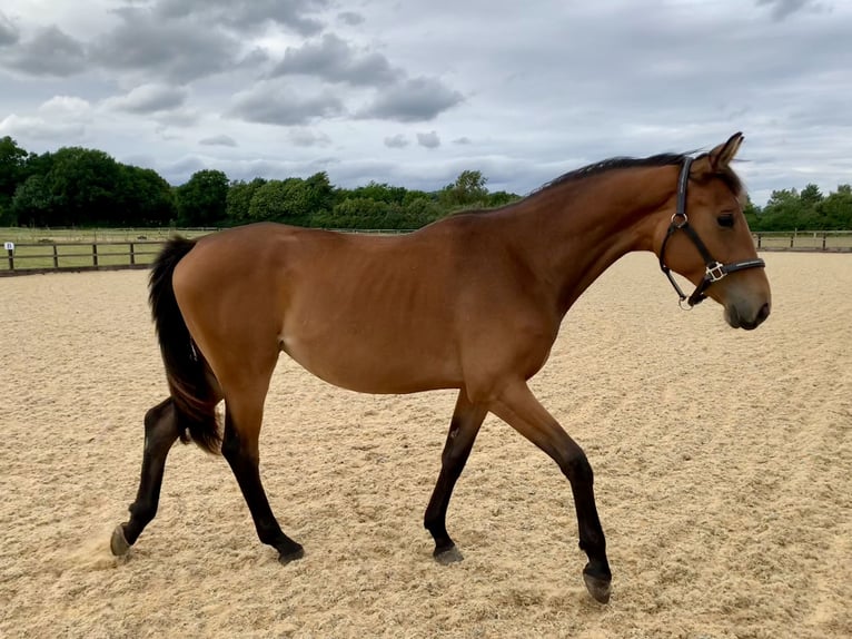 Anglo European Studbook Mare 2 years Bay in Gloucester