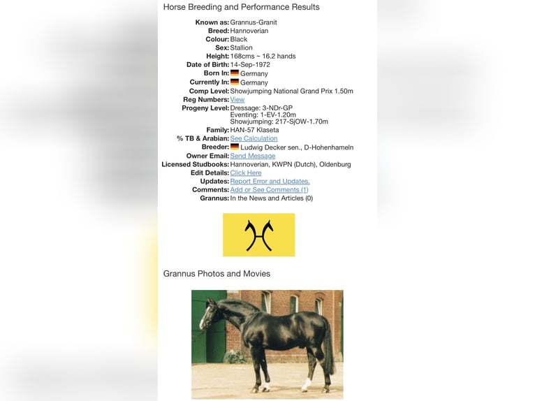 Anglo European Studbook Mare 2 years Buckskin in Wales