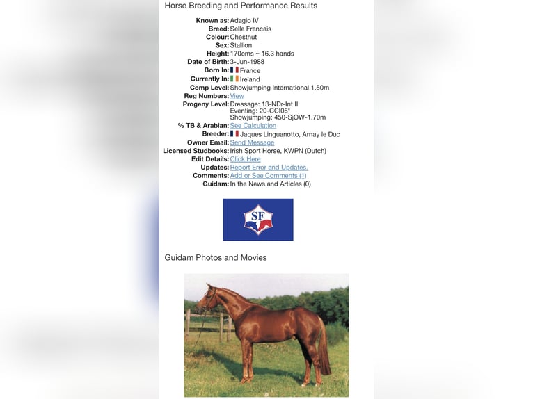 Anglo European Studbook Mare 2 years Buckskin in Wales