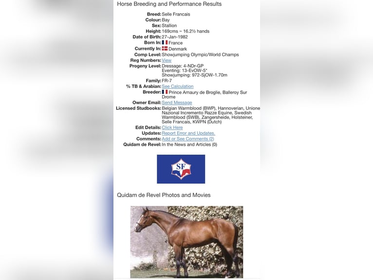 Anglo European Studbook Mare 2 years Buckskin in Wales