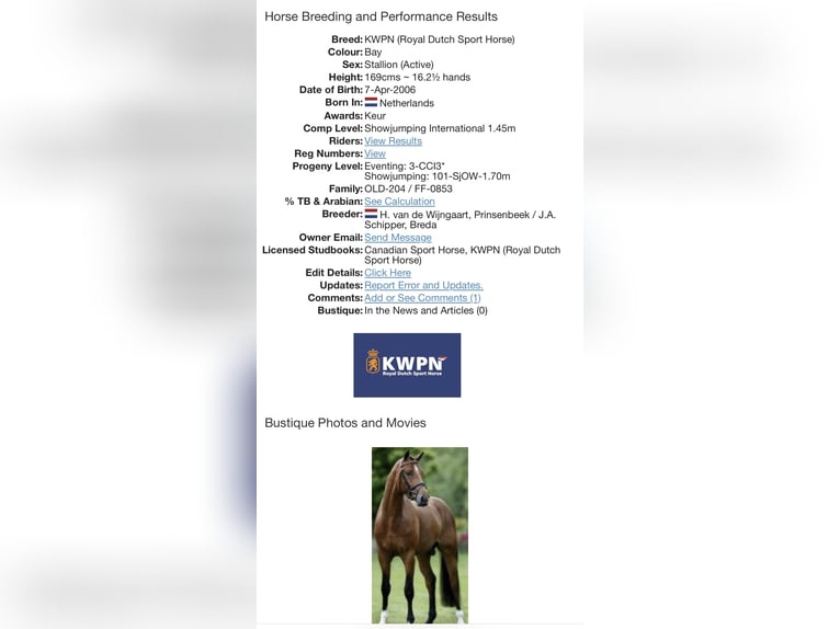 Anglo European Studbook Mare 2 years Buckskin in Wales