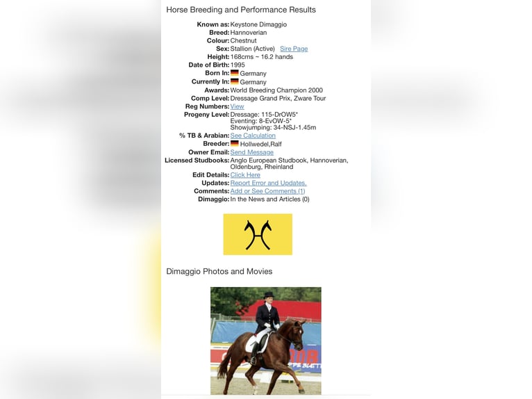 Anglo European Studbook Mare 2 years Buckskin in Wales