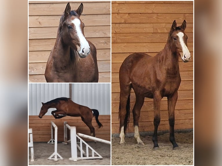 Anglo European Studbook Mare 2 years in Den Ham Anglo European Studbook Mare 2 years in Den Ham