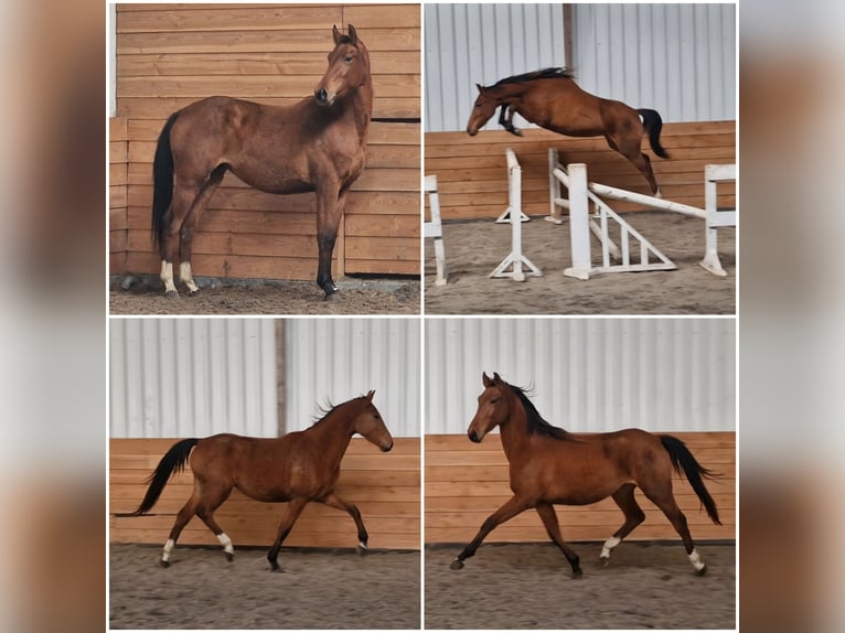 Anglo European Studbook Mare 2 years in Den Ham Anglo European Studbook Mare 2 years in Den Ham