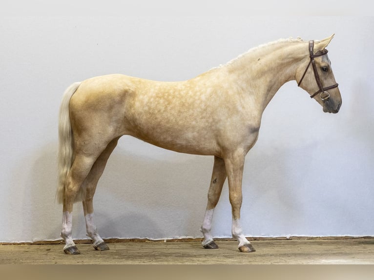 Anglo European Studbook Mare 3 years 14.1 hh Palomino in Waddinxveen