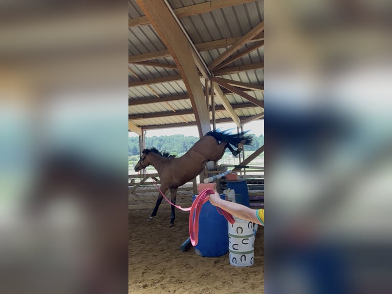 Anglo European Studbook Mare 3 years 15.1 hh Dun in Meze