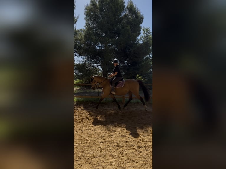 Anglo European Studbook Mare 3 years 15.1 hh Dun in Meze