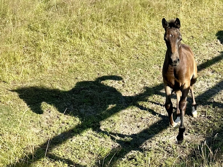 Anglo European Studbook Mix Mare 3 years 15.1 hh Grey in Zulte