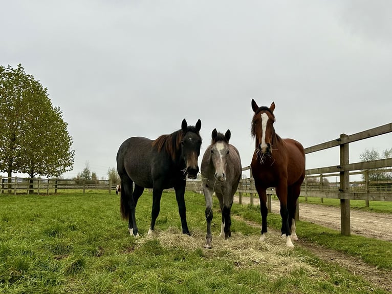 Anglo European Studbook Mix Mare 3 years 15.1 hh Grey in Zulte
