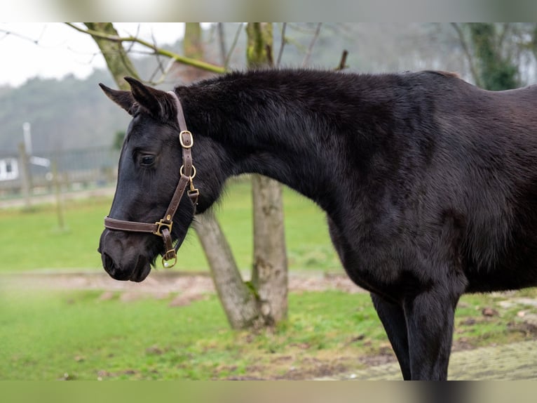 Anglo European Studbook Mare 3 years 15,2 hh Black in GROTE-BROGEL