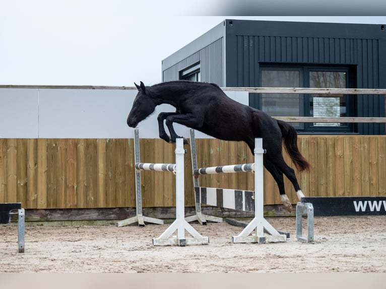 Anglo European Studbook Mare 3 years 15,2 hh Black in GROTE-BROGEL