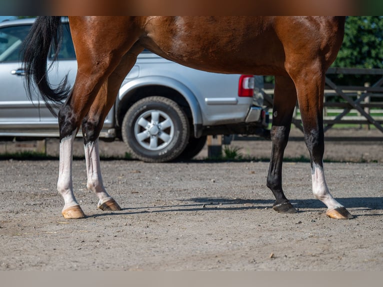 Anglo European Studbook Mare 3 years 15,2 hh Brown in Wijchmaal