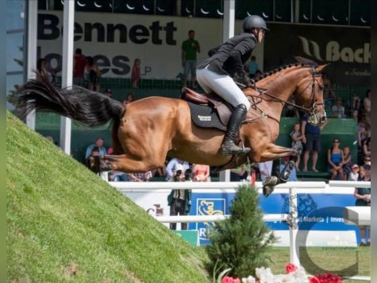 Anglo European Studbook Mare 3 years 15,2 hh Brown in Wijchmaal