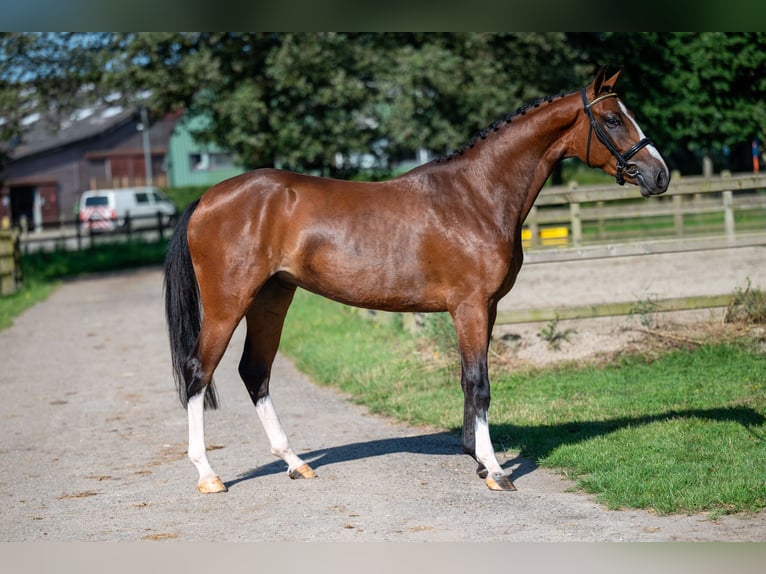 Anglo European Studbook Mare 3 years 15,2 hh Brown in Wijchmaal