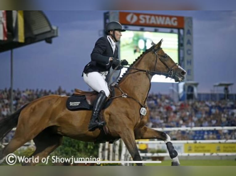 Anglo European Studbook Mare 3 years 15,2 hh Brown in Wijchmaal