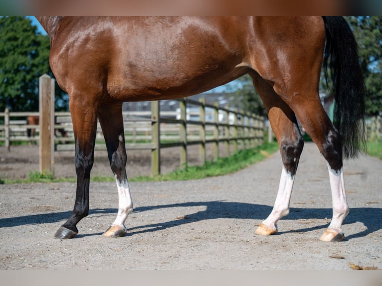 Anglo European Studbook Mare 3 years 15,2 hh Brown in Wijchmaal