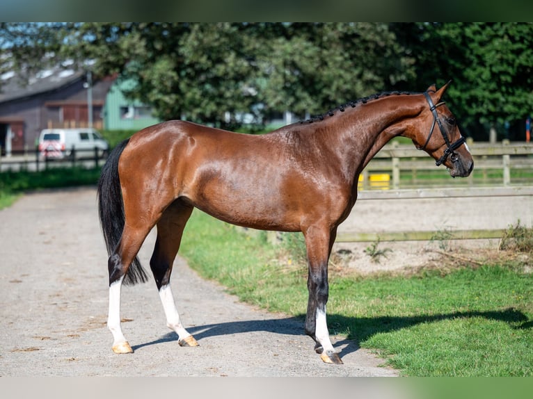 Anglo European Studbook Mare 3 years 15,2 hh Brown in Wijchmaal