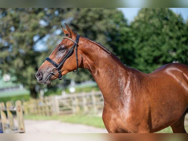 Anglo European Studbook Mare 3 years 15,2 hh Brown in Wijchmaal