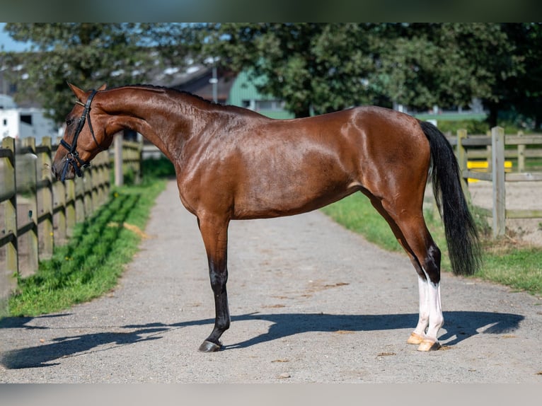 Anglo European Studbook Mare 3 years 15,2 hh Brown in Wijchmaal