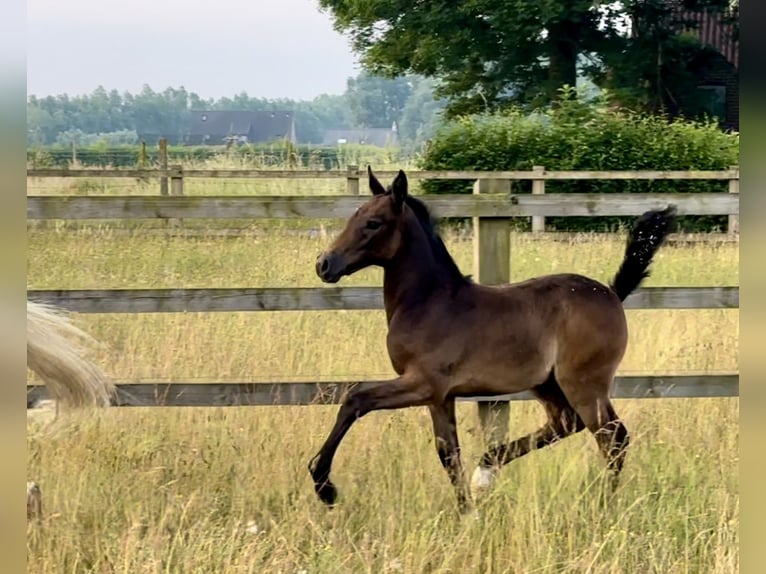 Anglo European Studbook Mix Mare 3 years 15,1 hh Grey in Zulte