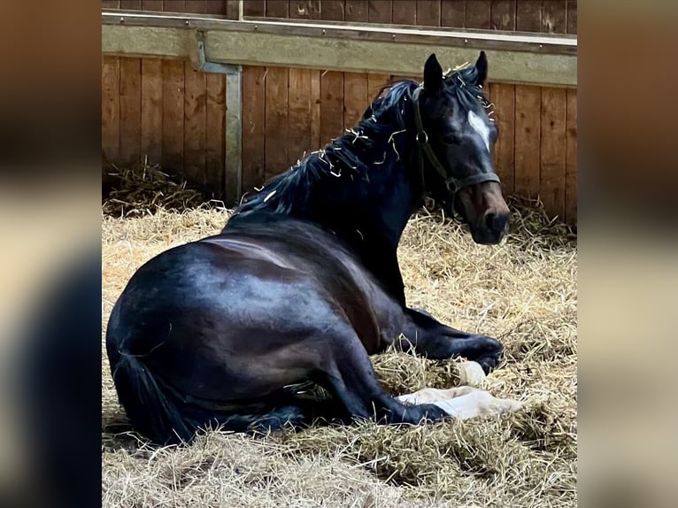 Anglo European Studbook Mare 3 years 15,2 hh Bay-Dark in Donaueschingen