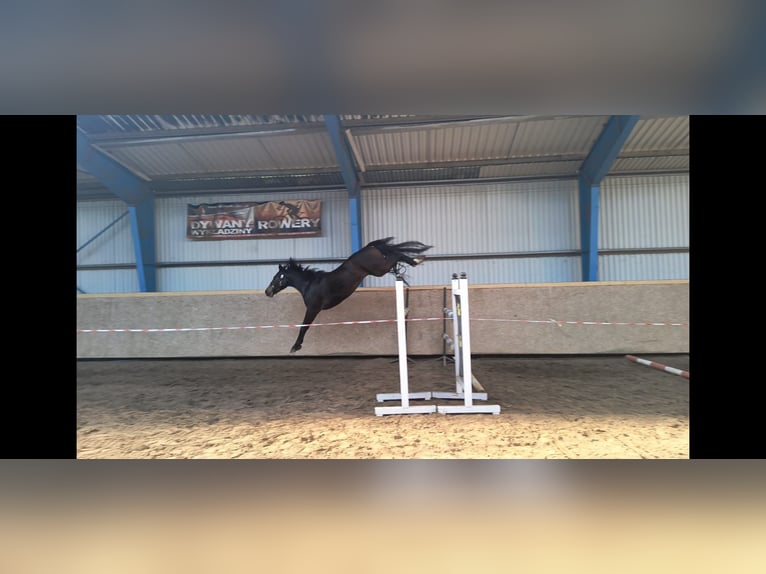 Anglo European Studbook Mare 3 years 15,2 hh Bay in Ostrowo M&#x142;yn