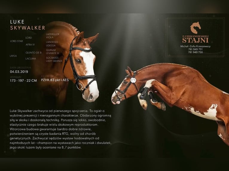 Anglo European Studbook Mare 3 years 15,2 hh Bay in Ostrowo M&#x142;yn