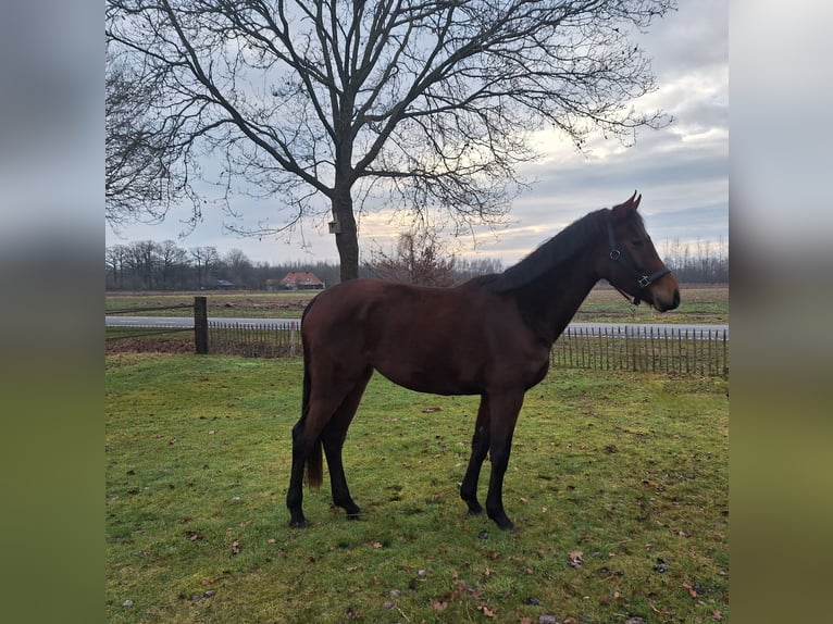 Anglo European Studbook Mare 3 years 15,2 hh Brown in Zieuwent