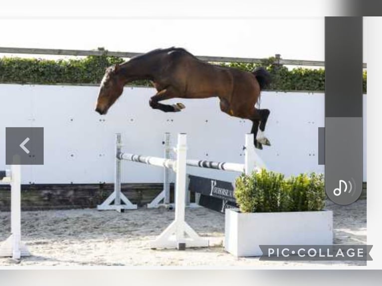Anglo European Studbook Mare 3 years 15,2 hh Brown in Eksel