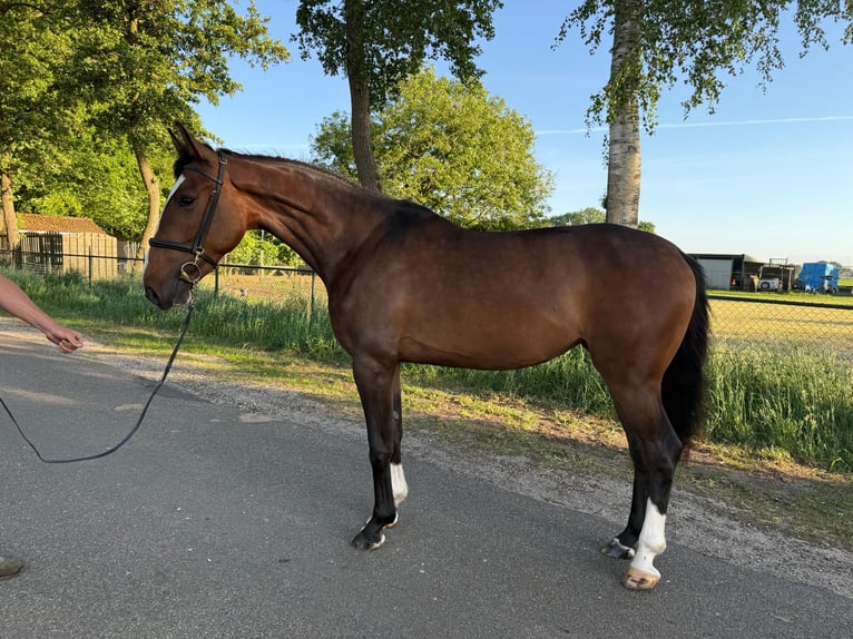 Anglo European Studbook Mare 3 years 15,2 hh Brown in Eksel