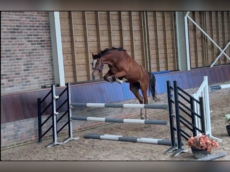 Anglo European Studbook Mare 3 years 15,3 hh Brown in Gyula