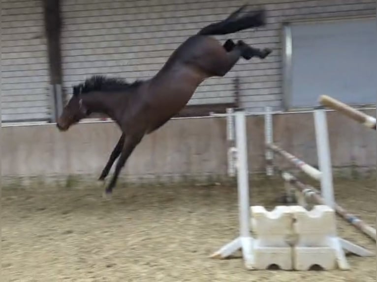 Anglo European Studbook Mare 3 years 16.1 hh Brown in Königsbach-Stein