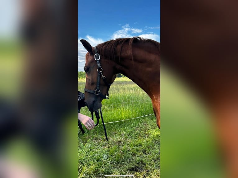 Anglo European Studbook Mare 3 years 16,1 hh Chestnut in Schortens Schoost