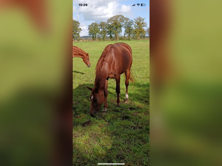 Anglo European Studbook Mare 3 years 16,1 hh Chestnut in Schortens Schoost