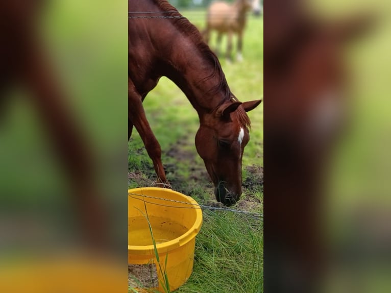 Anglo European Studbook Mare 3 years 16,1 hh Chestnut in Schortens Schoost