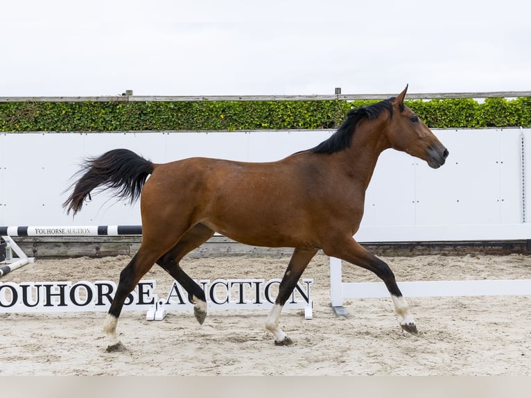 Anglo European Studbook Mare 3 years 16.2 hh Brown in Waddinxveen